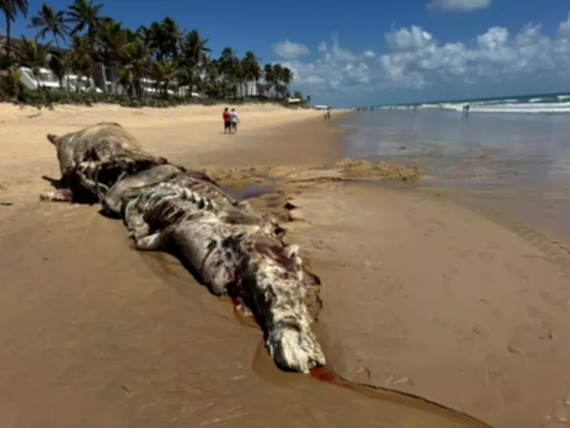Cachalote Morta Encalha em Praia de Natal: Biólogos Investigam Causa e Alertam para Ameaças Marinhas