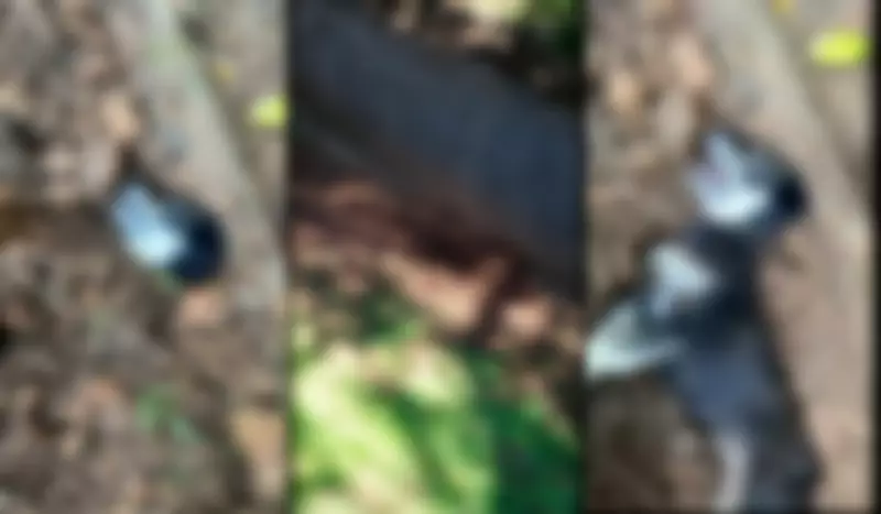 Cachorra grávida é encontrada enterrada viva em Joinville e motiva operação policial