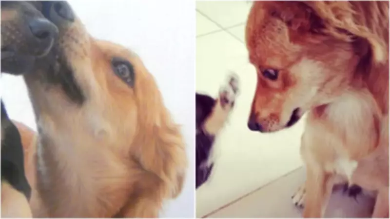 Cachorra morre após atropelamento e ser jogada em caçamba de lixo em Porto Feliz