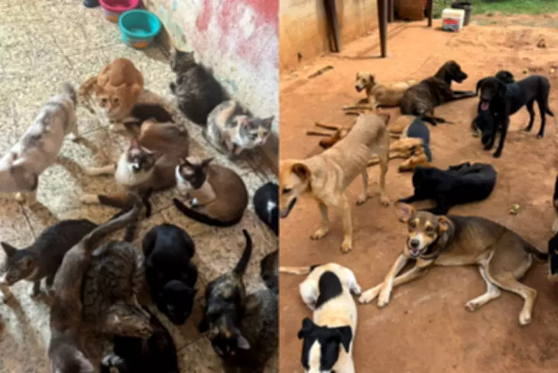 Cachorra morre atropelada e é jogada em lixo em Porto Feliz; casos de maus-tratos disparam na região