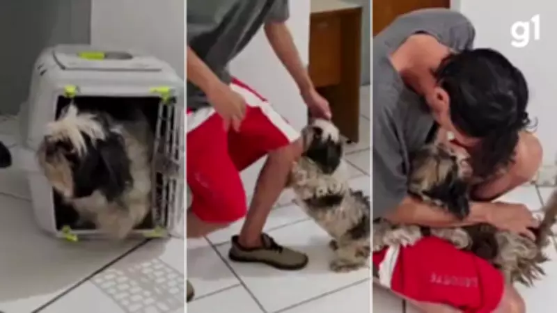 Cachorra Shih Tzu reconhece tutor verdadeiro em delegacia após dois meses de separação