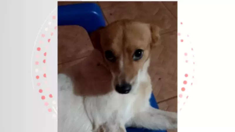 Cachorrinha cai em poço de 3 metros e é salva por resgate técnico dos Bombeiros em Foz do Iguaçu