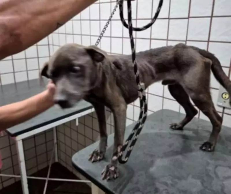 Cachorro é resgatado em estado grave de maus-tratos em Santa Rita do Passa Quatro