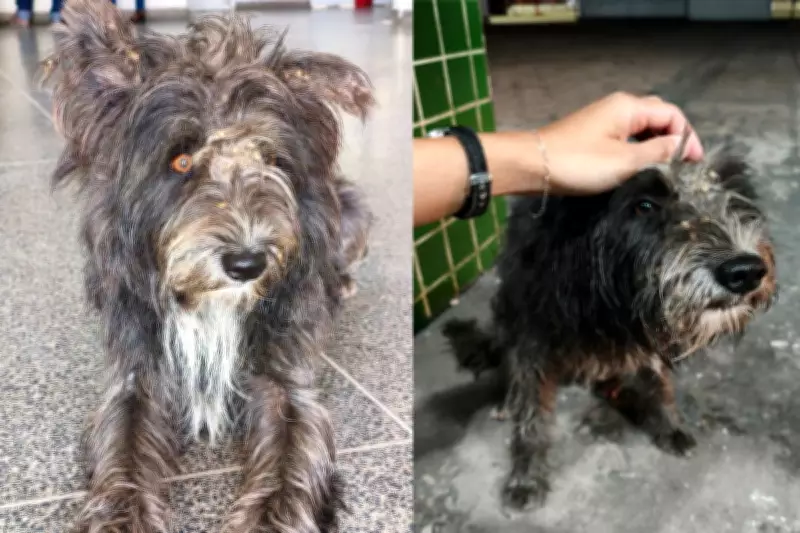 Cachorro aguarda tutor há duas semanas após morte em UPA de Cuiabá