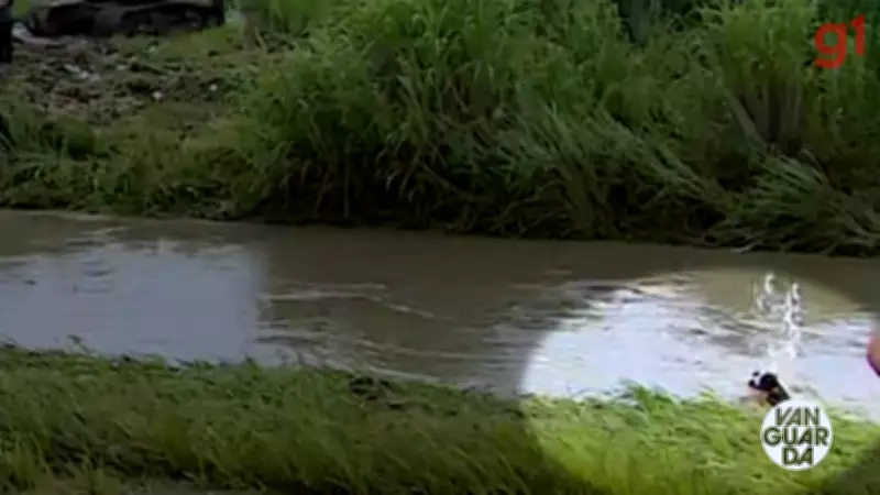 Cachorro é arrastado por correnteza em córrego de Taubaté durante enchente