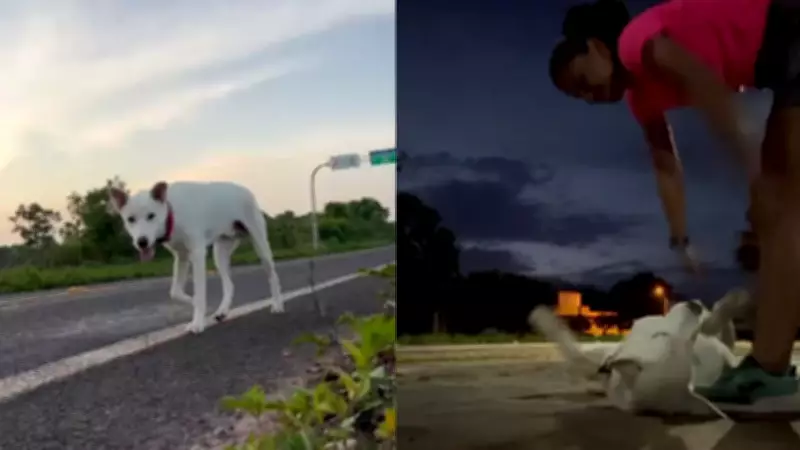 Cachorro 'assalta' corredora e foge com celular durante treino no Piauí; vídeo viraliza