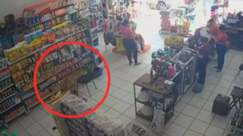 Cachorro caramelo invade pet shop e 'furta' sachê para gatos em Novo Horizonte