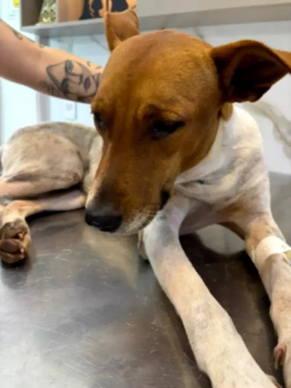 Cachorro comunitário Belo morre após agressão em Cacoal, RO; caso é investigado