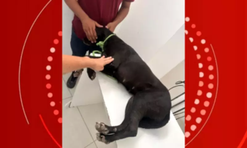 Cachorro morre e outro sobrevive com 43 chumbinhos após ataque com espingarda na zona rural de Serrinha