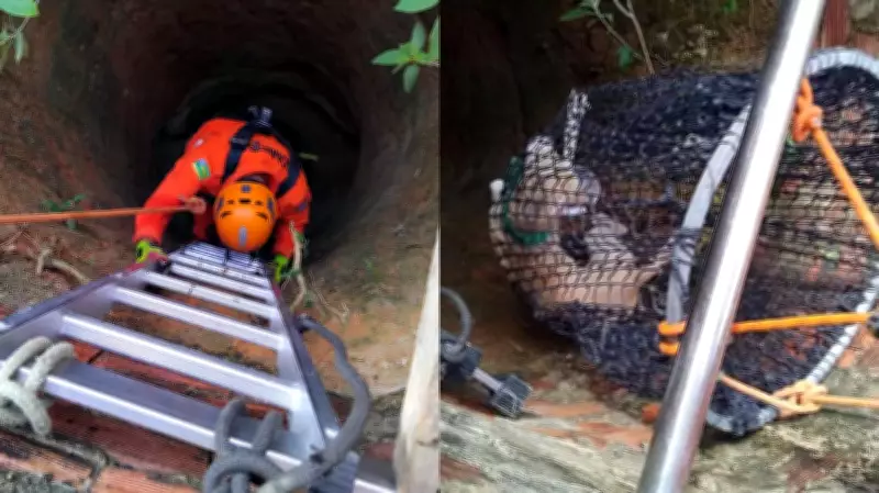 Cachorro é resgatado de cisterna de 7 metros por bombeiros em Lagarto (SE)