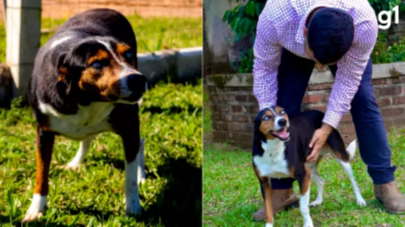 Cachorro resgatado em enchente no RS encontra lar após quase dois anos em canil municipal