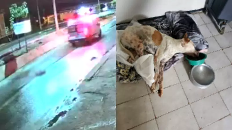 Cachorro sofre dois atropelamentos em menos de uma hora e é resgatado no Piauí