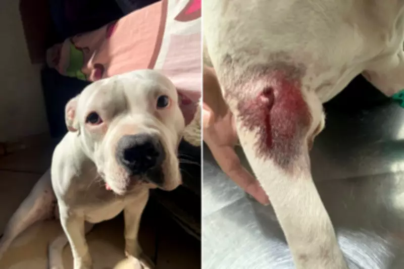 Cadela American Bully é baleada por guarda municipal em Cubatão; caso gera revolta