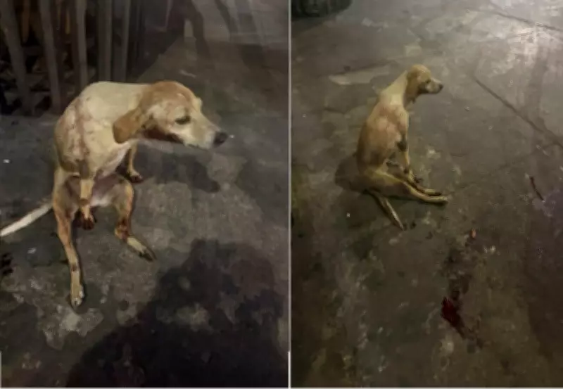 Cadela é arremessada de ponte em Campos, RJ; polícia investiga caso de maus-tratos