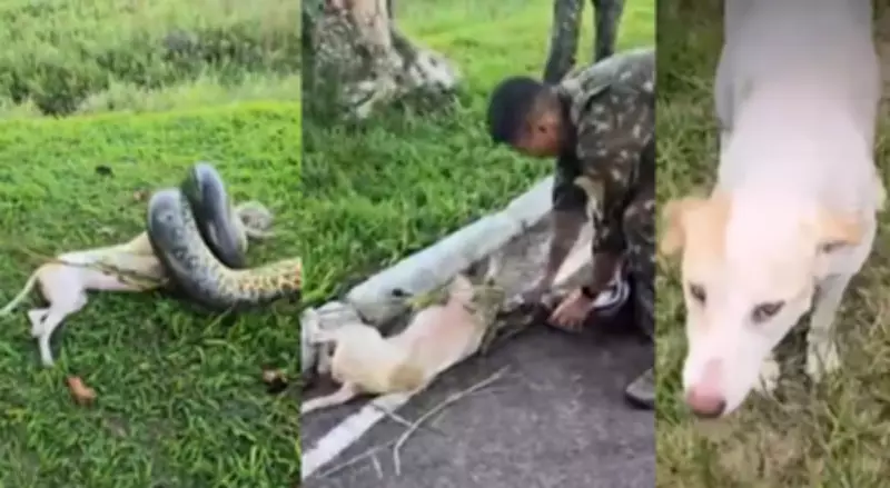 Cadela atacada por sucuri é salva e adotada por sargento do Exército em Itaituba