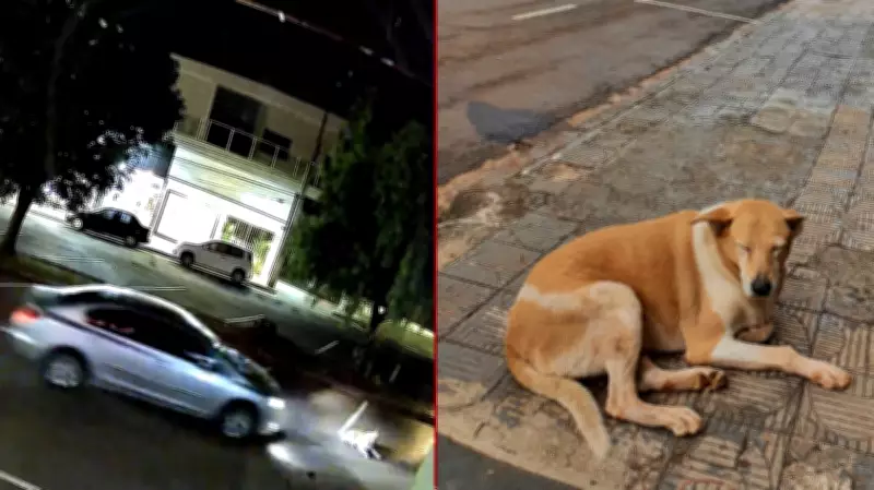 Cadela comunitária é atropelada e abandonada em Ivaiporã; caso é investigado como maus-tratos