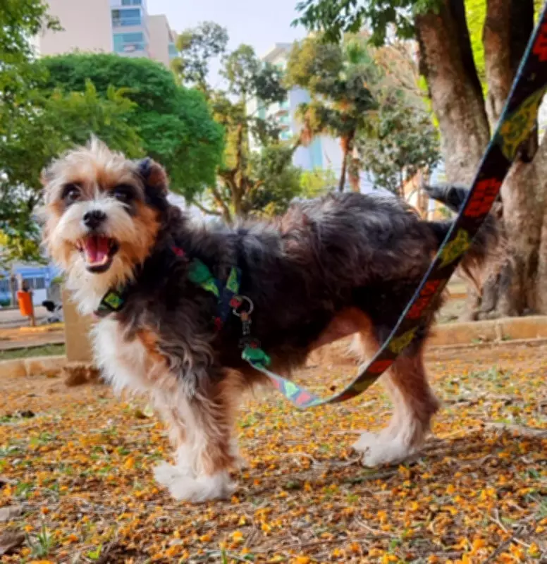 Cadela 'Daiana' Morre Após Ataque de Pitbull em Juiz de Fora; Caso é Investigado