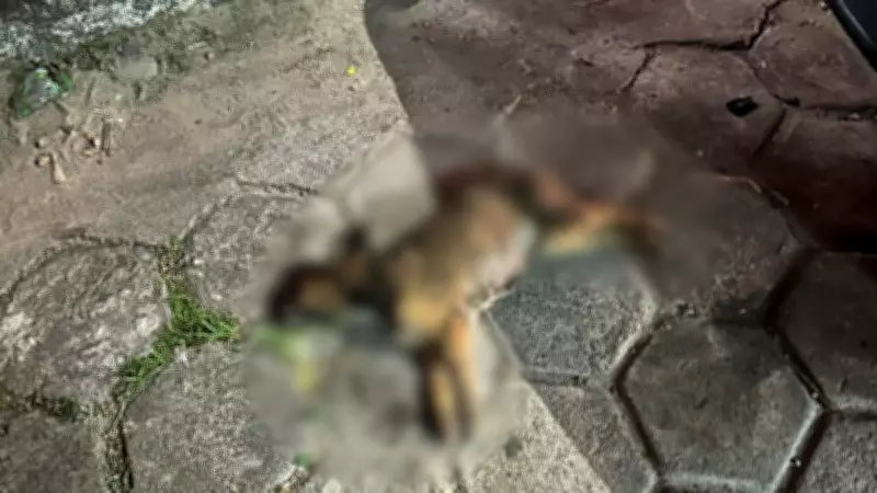 Cadela de rua morre após suposto envenenamento por idoso em Macapá; polícia investiga