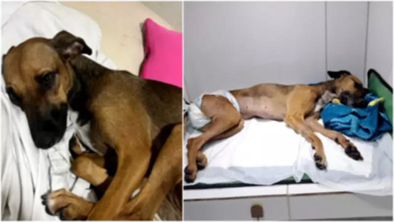 Cadela é morta após violenta agressão em apartamento de condomínio na Grande Fortaleza