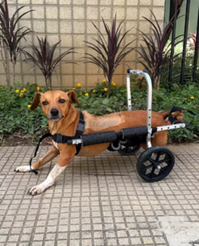 Cadela paraplégica é resgatada após enchentes devastadoras em Ubá, Minas Gerais