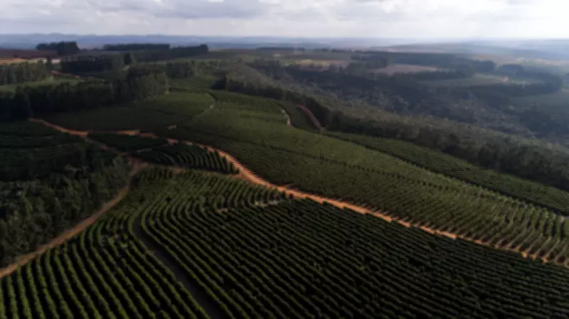 Café da Chapada de Minas conquista selo de Indicação Geográfica e valoriza região