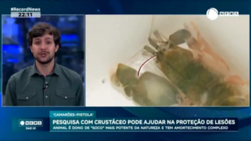 Camarão pistola inspira criação de capacetes que reduzem traumas cerebrais