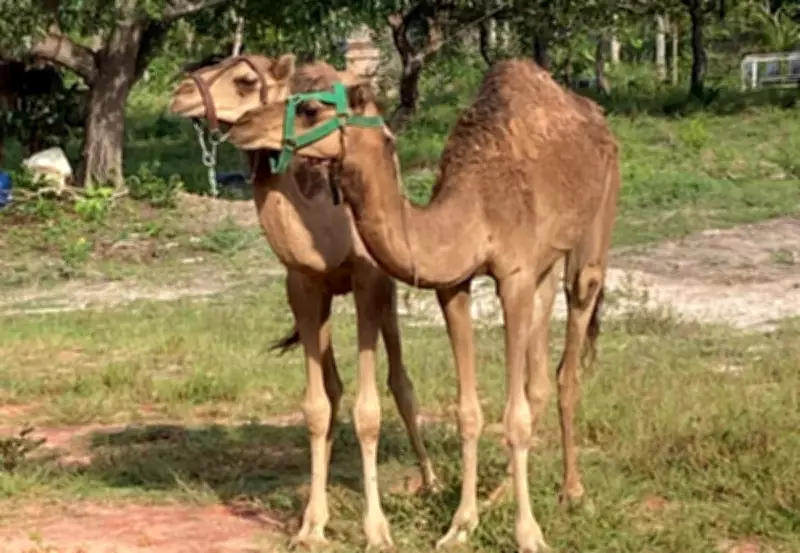 Camelos Descansam em Fazenda do Jalapão Após Fim de Empresa Turística no RN