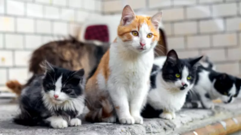 Campanha de adoção de gatos acontece neste sábado em shopping de Aracaju