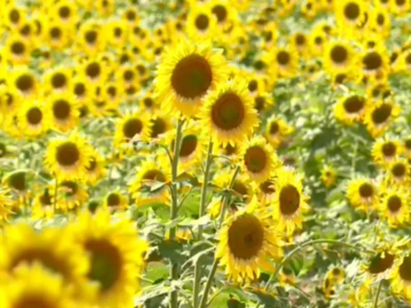 Campo de girassóis em Itirapina se torna refúgio encantador para ciclistas na zona rural