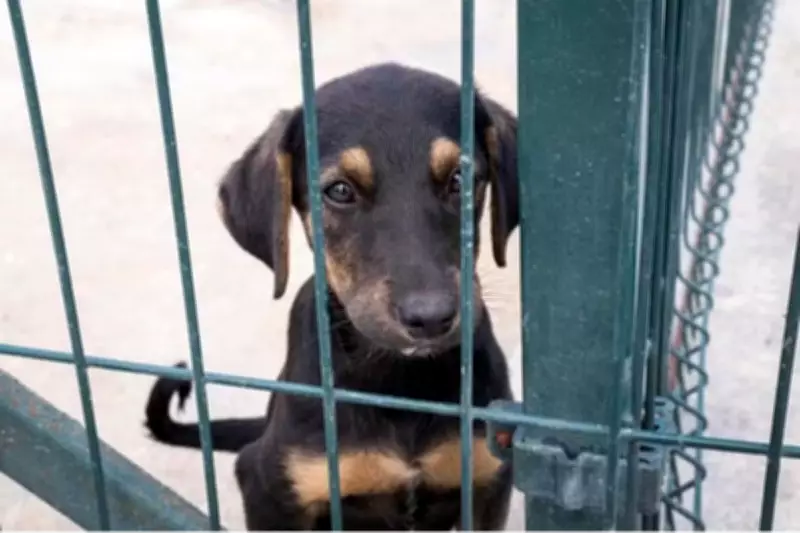 Campo Grande inicia programa gratuito de castração para cães e gatos