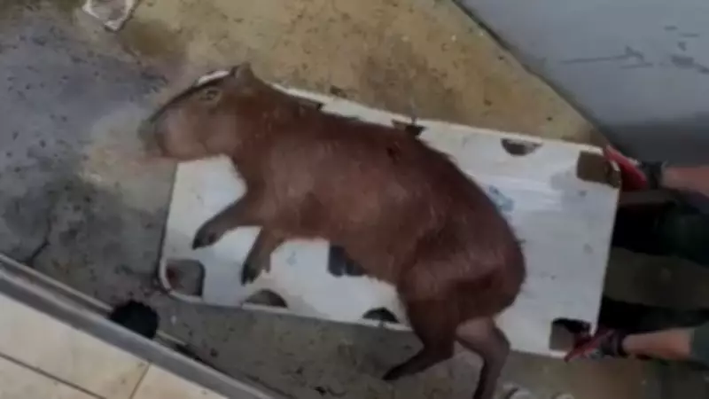 Capivara assustada por cães cai em piscina e é resgatada com sedação em Jundiaí