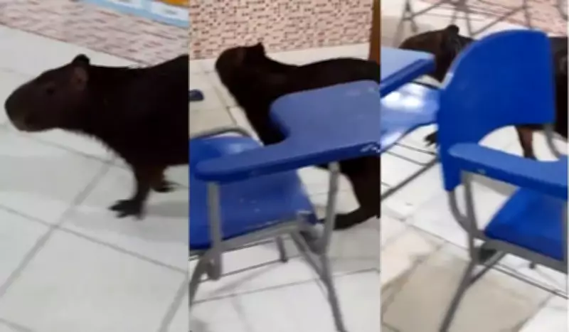 Capivara invade sala de aula em escola estadual de Bragança, no Pará