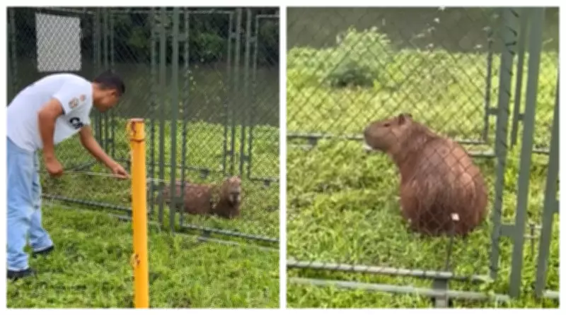 Capivara é resgatada com fita plástica no corpo perto do Rio Pinheiros em São Paulo