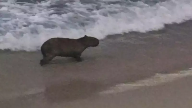 Capivara toma banho de mar no Arpoador e surpreende moradores do Rio de Janeiro