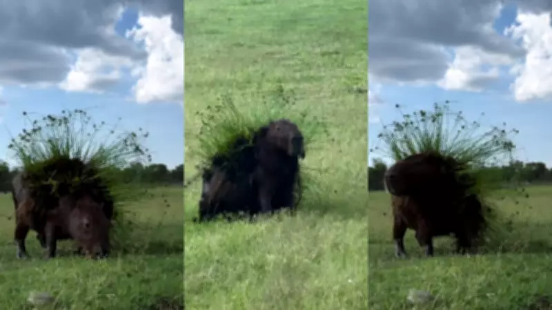 Capivara vira estrela do Carnaval no Pantanal com fantasia natural de plantas aquáticas