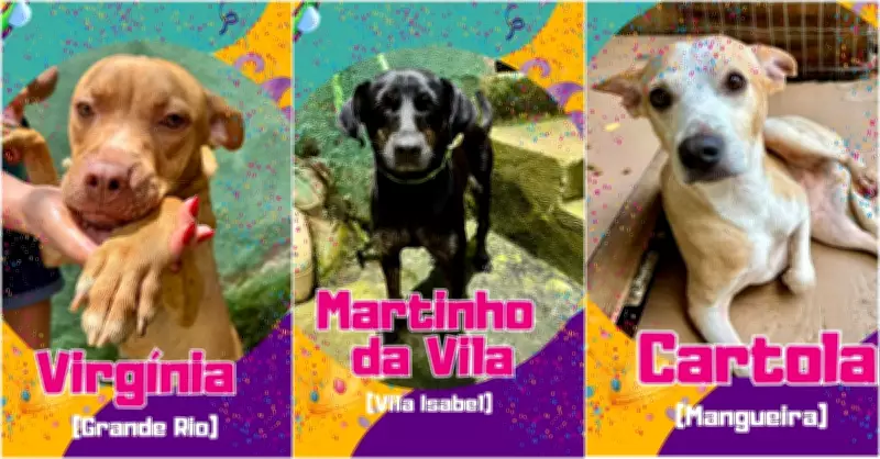 Carnaval no Canil: Animais de Juiz de Fora ganham nomes de rainhas de bateria em campanha de adoção
