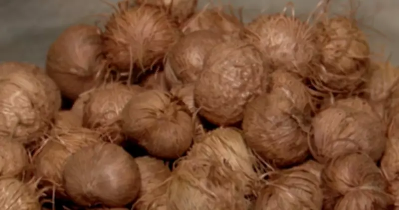 Caroços do açaí viram desafio urbano em Belém com 6 toneladas descartadas diariamente