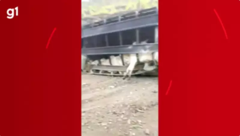 Carreta com 74 bovinos tomba na BR-365 e 39 animais são furtados por populares