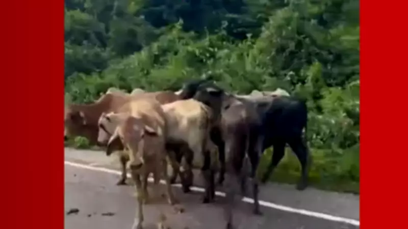 Carreta com bois tomba na PA-256 em Paragominas: animais morrem e fogem para mata