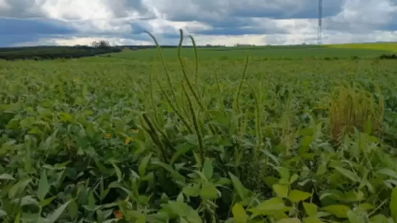 Caruru-gigante, praga devastadora, é identificada pela primeira vez em São Paulo