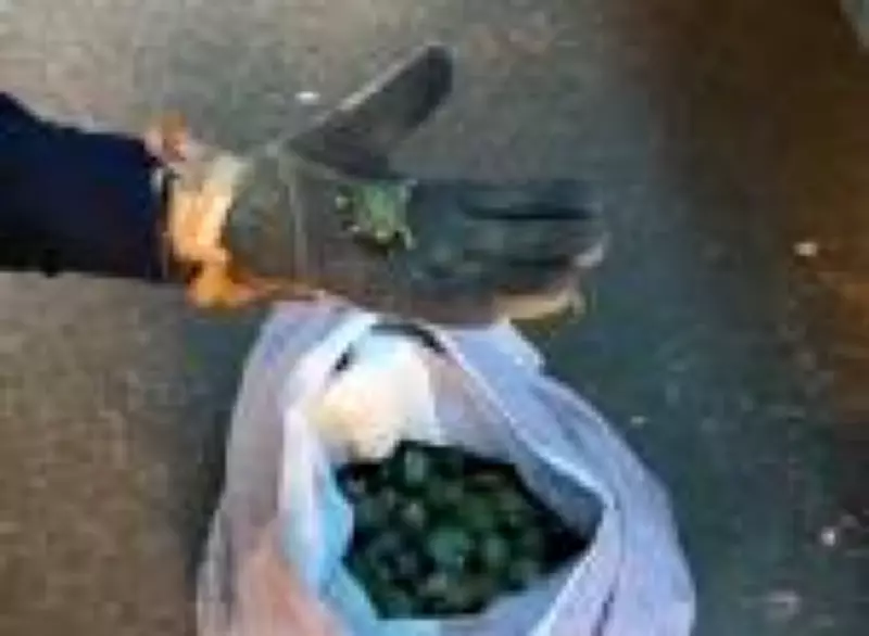 Casal é flagrado com 687 tartarugas no RS: tráfico de animais silvestres em foco