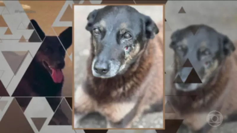 Caso Orelha: Investigação revela agressão fatal a cão comunitário em Florianópolis