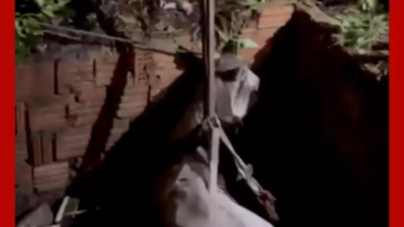 Cavalo é resgatado de poço por bombeiros em Várzea Grande, Mato Grosso