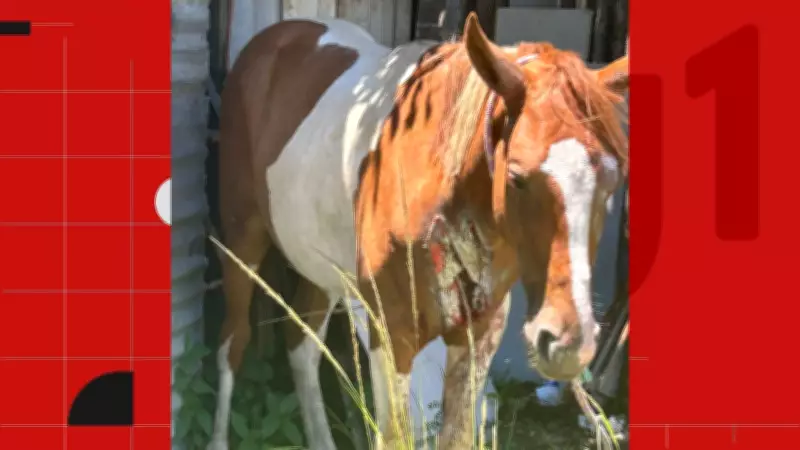 Cavalo é atropelado na Segunda Ponte em Vila Velha e sofre ferimentos graves