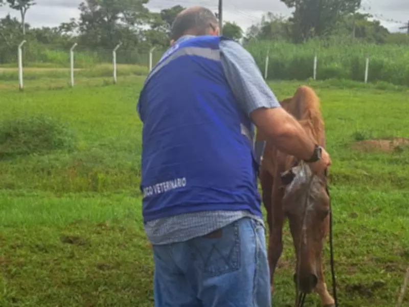 Cavalo com sinais de maus-tratos é resgatado em estrada do Acre após denúncia