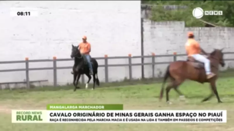 Cavalo de raça mineira conquista criadores no Piauí com marcha macia e versatilidade