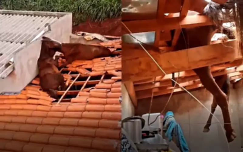 Cavalos caem sobre telhado de casa em Nepomuceno e mobilizam Bombeiros