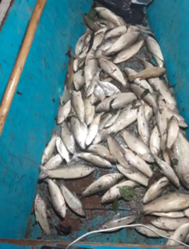 Centenas de peixes mortos em lagoa de Jequiá da Praia, Alagoas, causam prejuízo e investigação