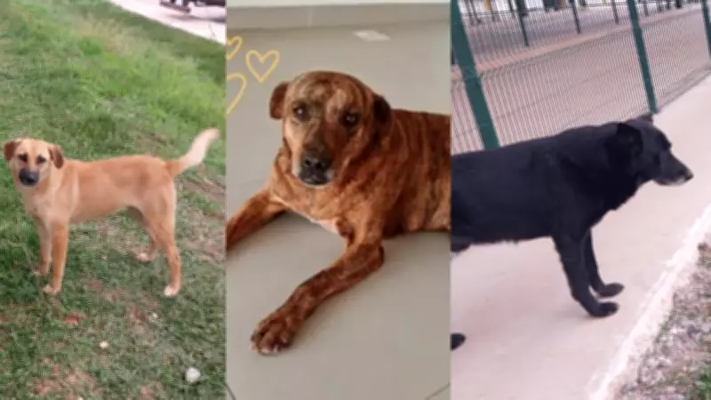 Cães comunitários do Mercado Livre são encontrados após desaparecimento em Araucária
