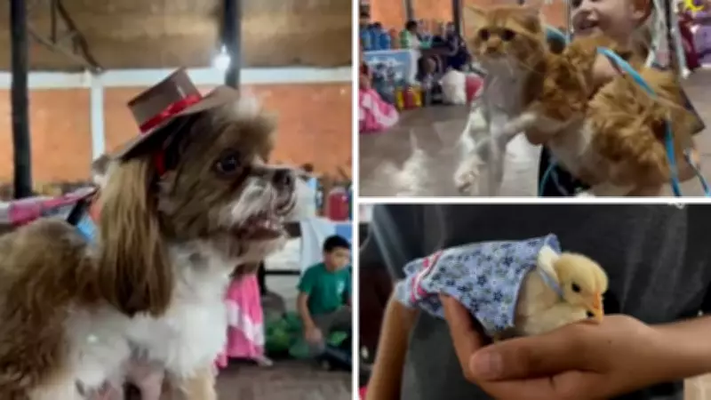 Cães, gatos e pintinho desfilam em concurso de trajes gaúchos em Bagé, RS